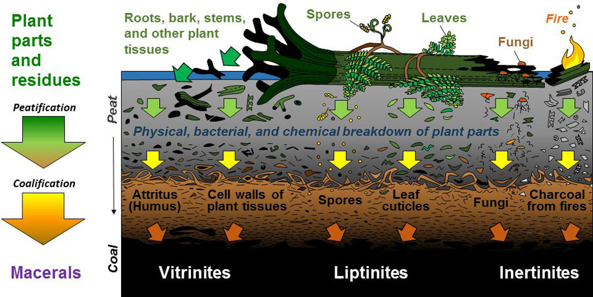Microscopic macerals in coal are derived from plants and plant residues.